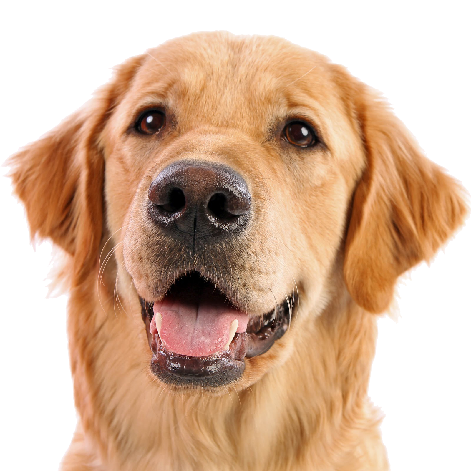 A curious golden retriever dog.