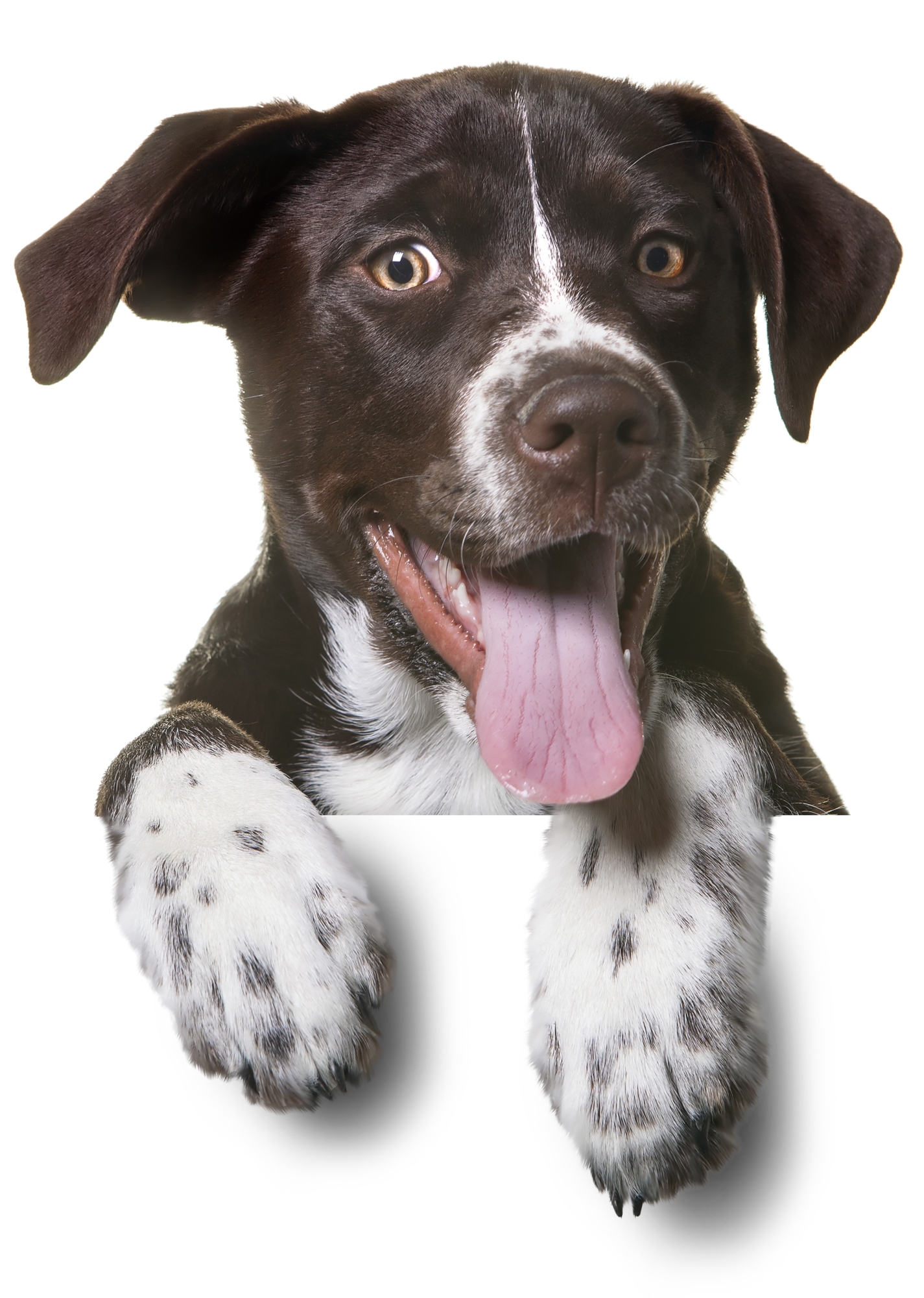 A funny dog.